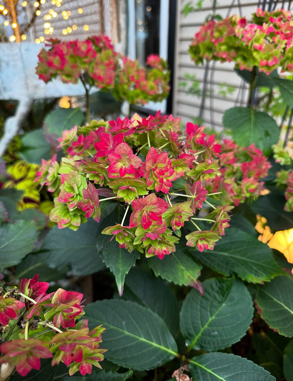 wedding gown hydrangea