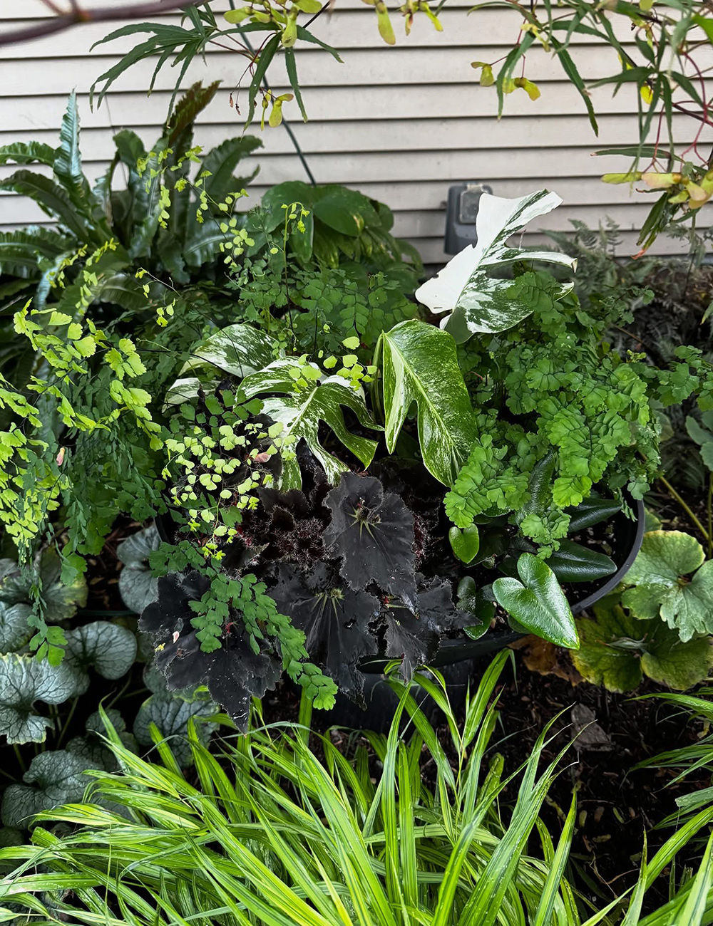 tropical foliage container