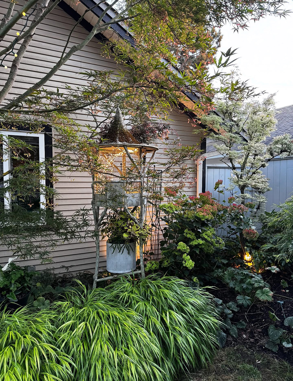 hakonechloa macra aureola in small garden