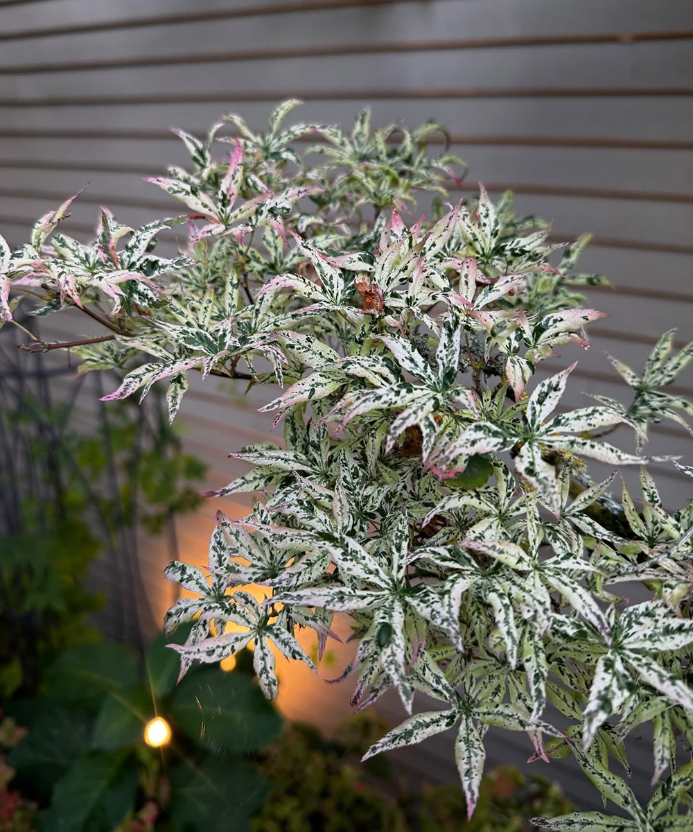 acer palmatum ukigumo foliage