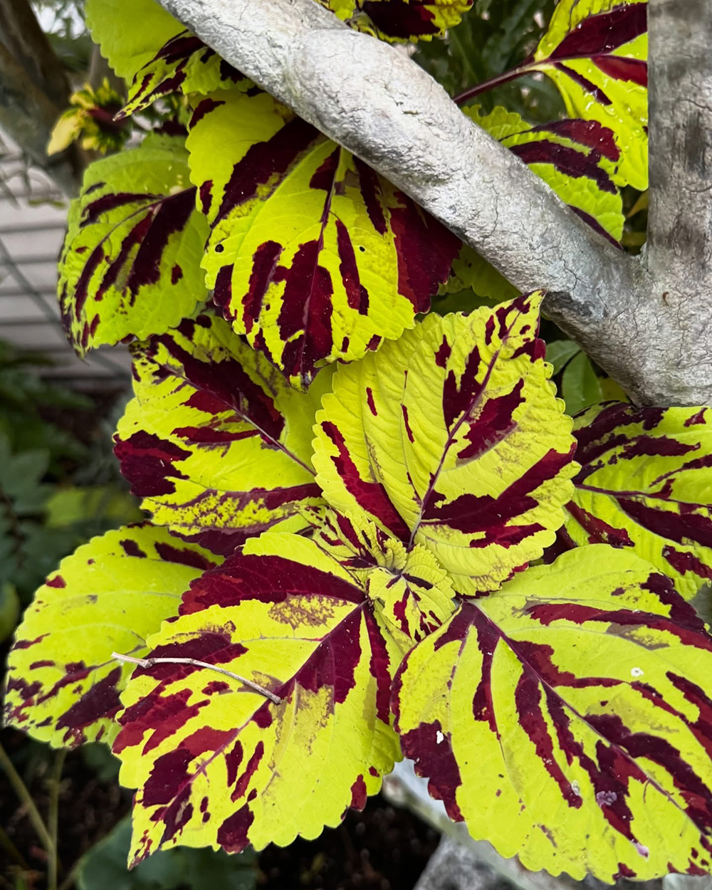 cherry looks back at her september garden, part 1 24 close up of bright green and dark red coleus