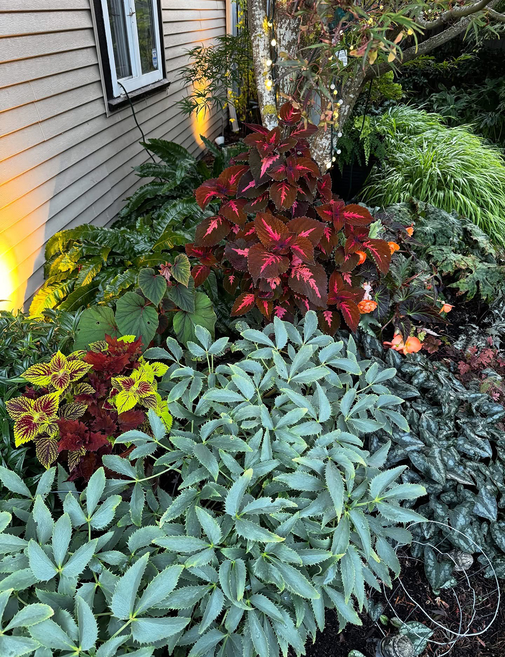 garden bed with mix of perennials and annuals