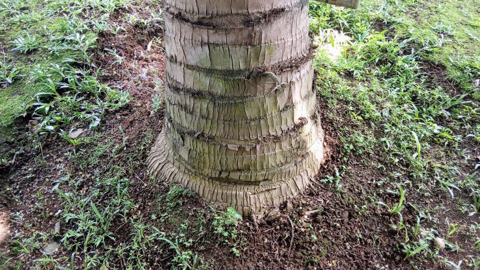 a close-up shot of a base of a tropical plant and the soil around it, showcasing its textured trunk, all situated in a well lit area outdoors