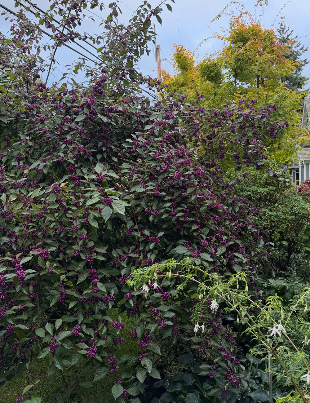 shrub covered in purple berries