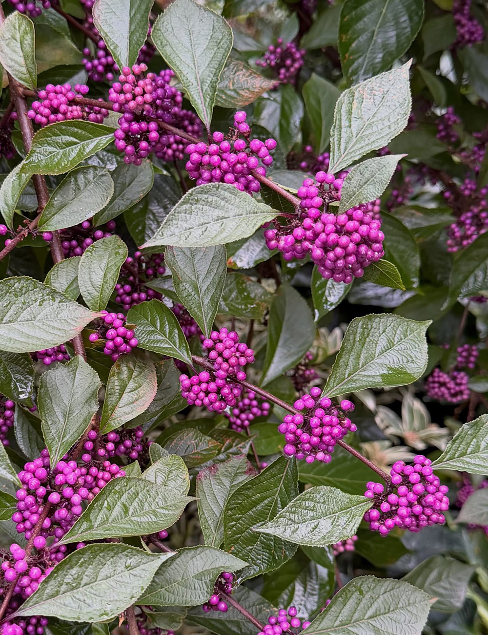 close up of callicarpa bodinieri profusion