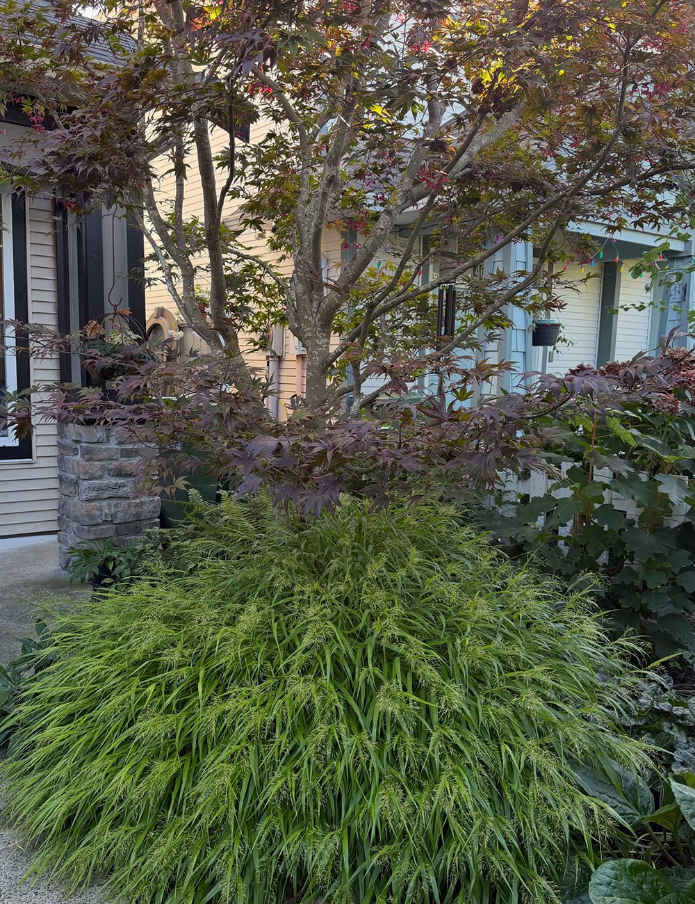 japanese forest grass under a acer palmatum moonfire