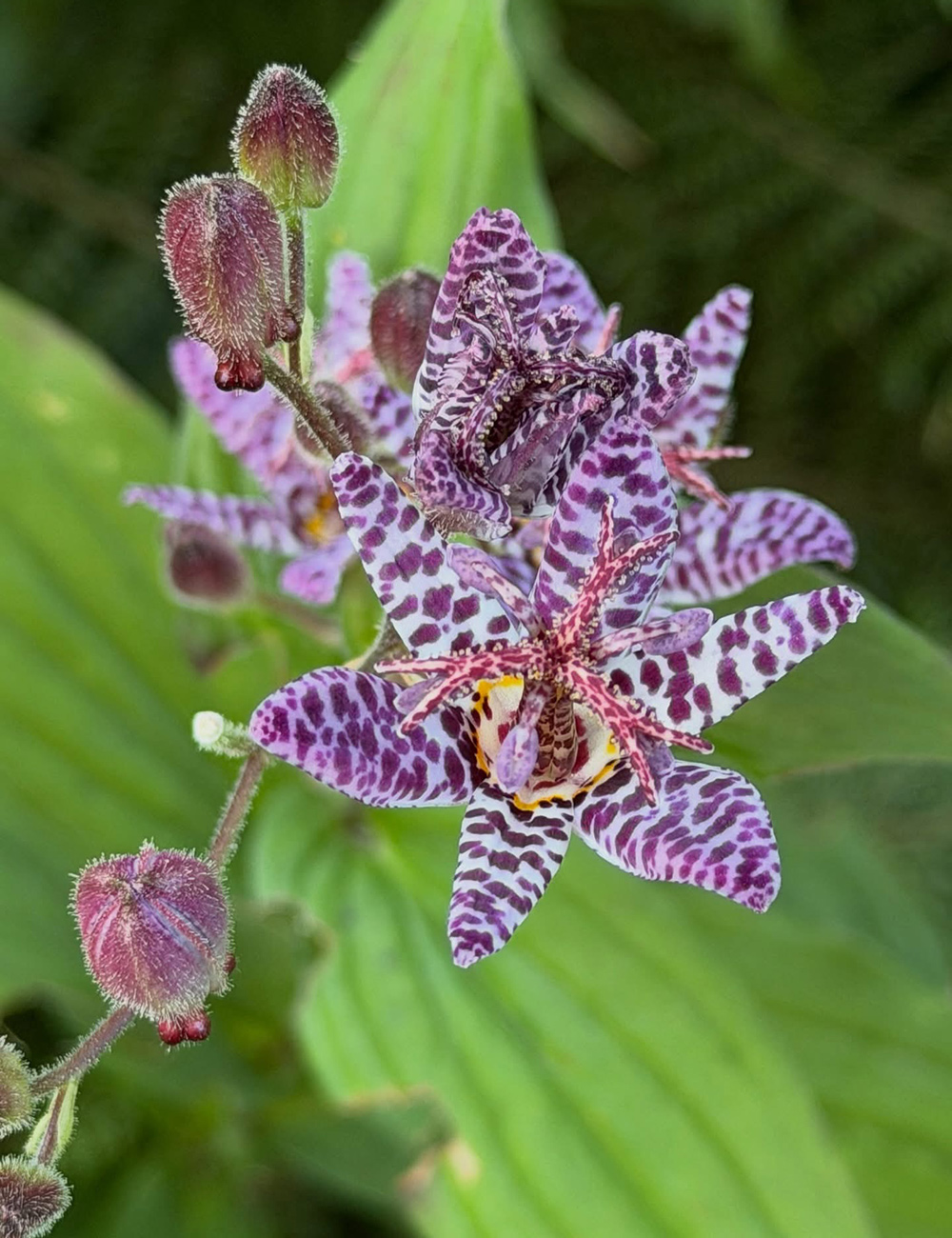 tricyrtis formosana dark beauty
