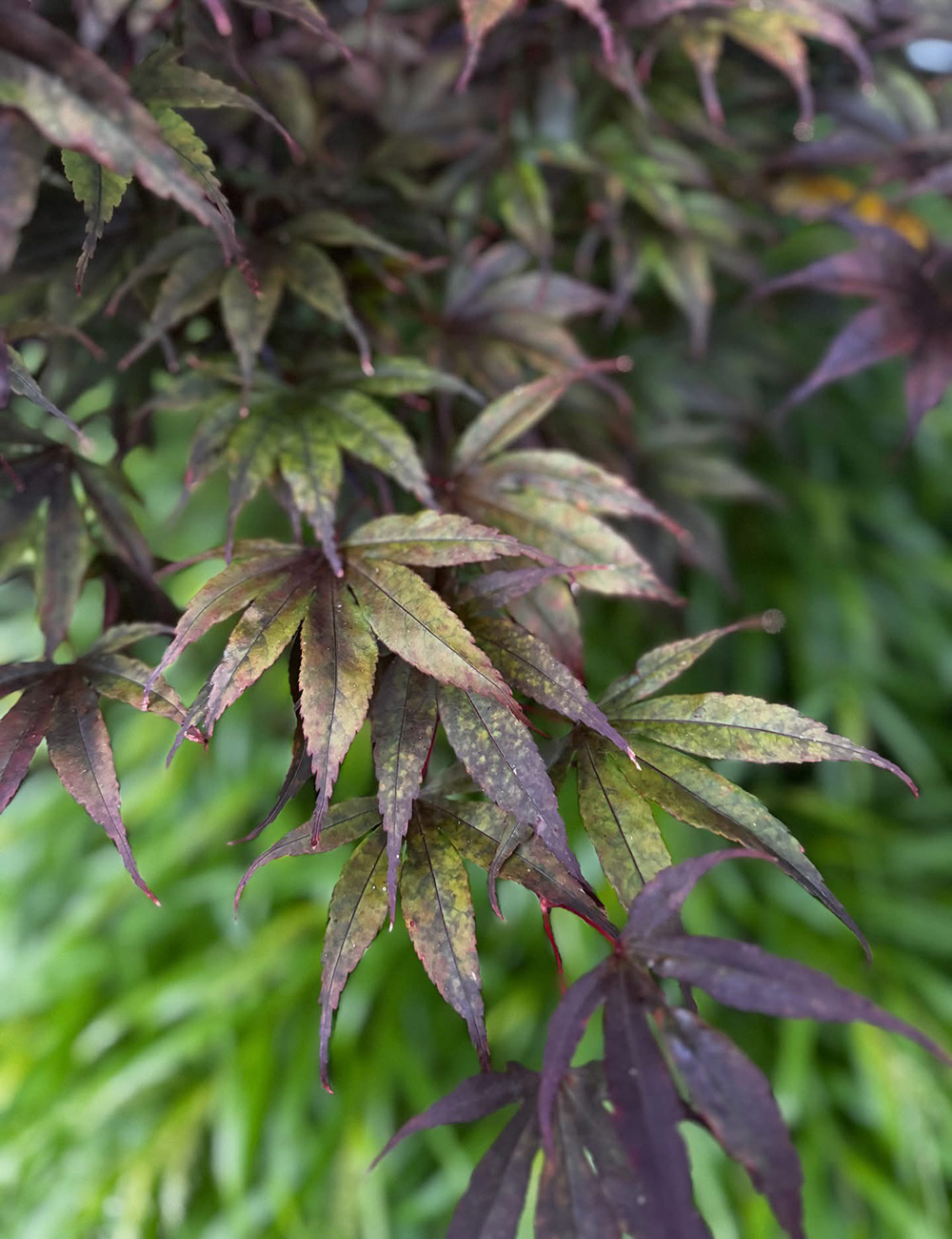 close up of acer palmatum moonfire foliage