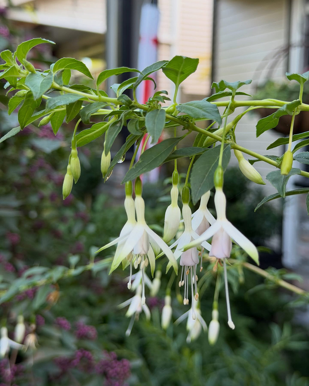 fuchsia hawkshead