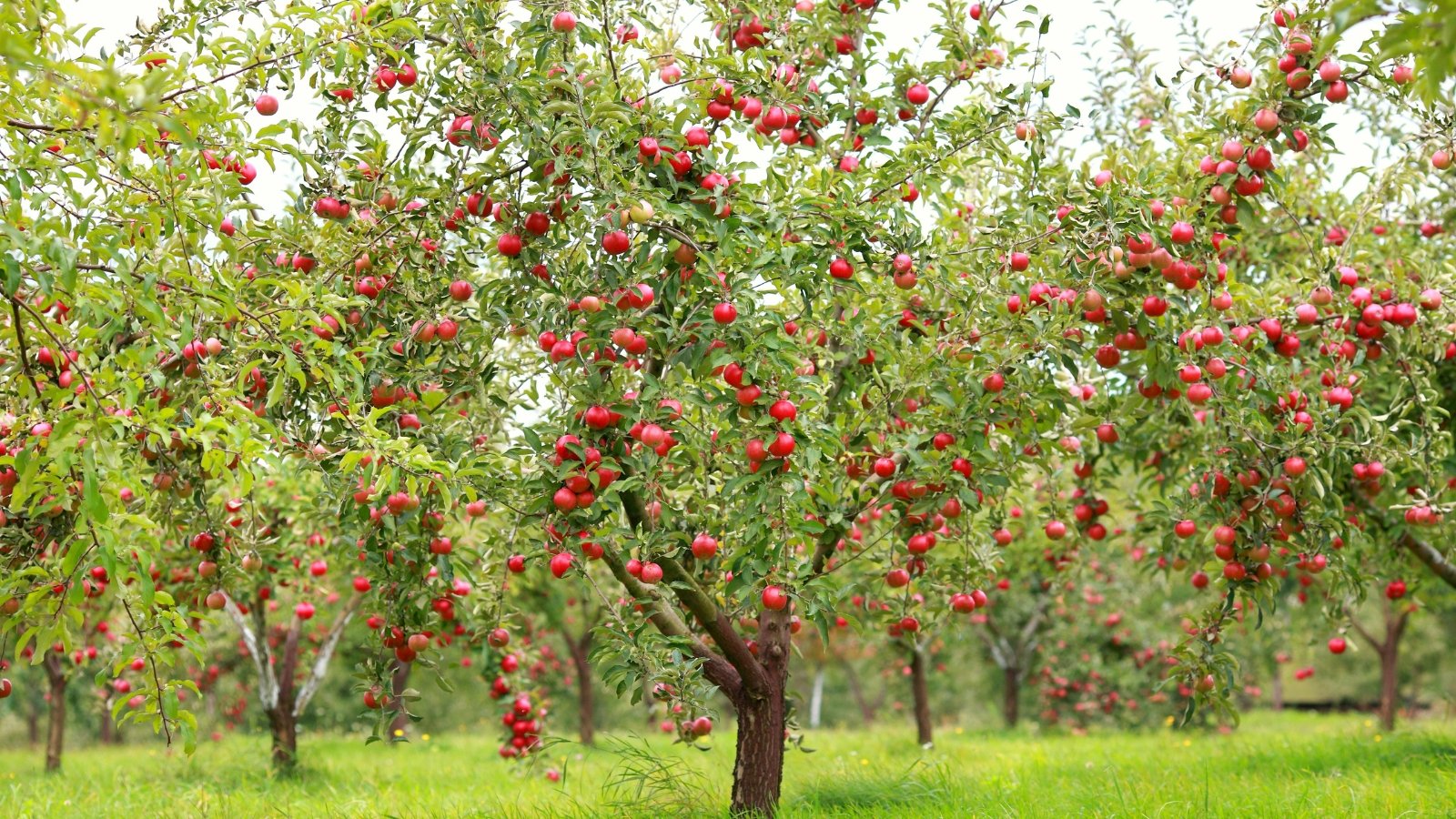 a close-up shot of a large composition of fruit-bearing trees called apple tree, showcasing their red round fruits dangling from their branches in a well lit area outdoors