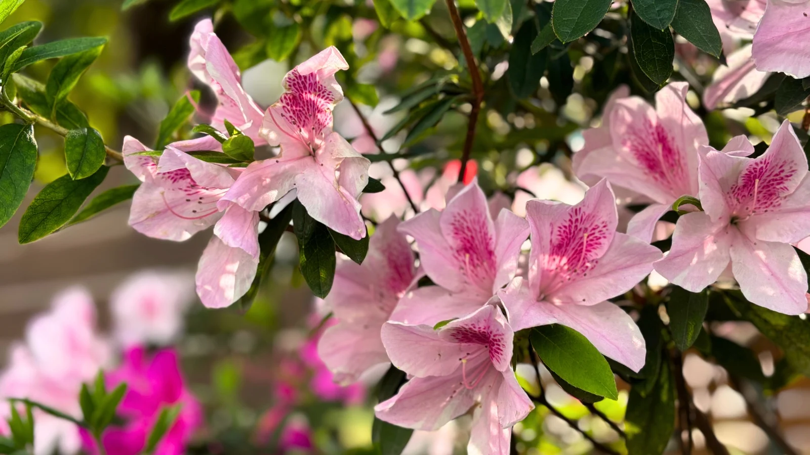 pale pink flowers with dark pink streaks bloom abundantly on a well-formed shrub, surrounded by smooth green leaves and thin stems.