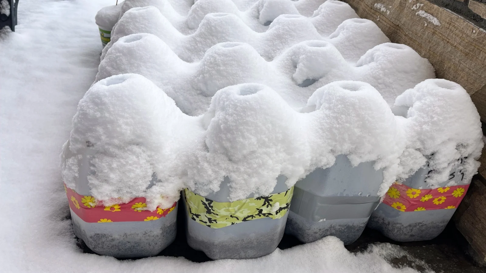 several rows of white plastic milk jugs covered in snow in a garden act as mini greenhouses for winter sowing.