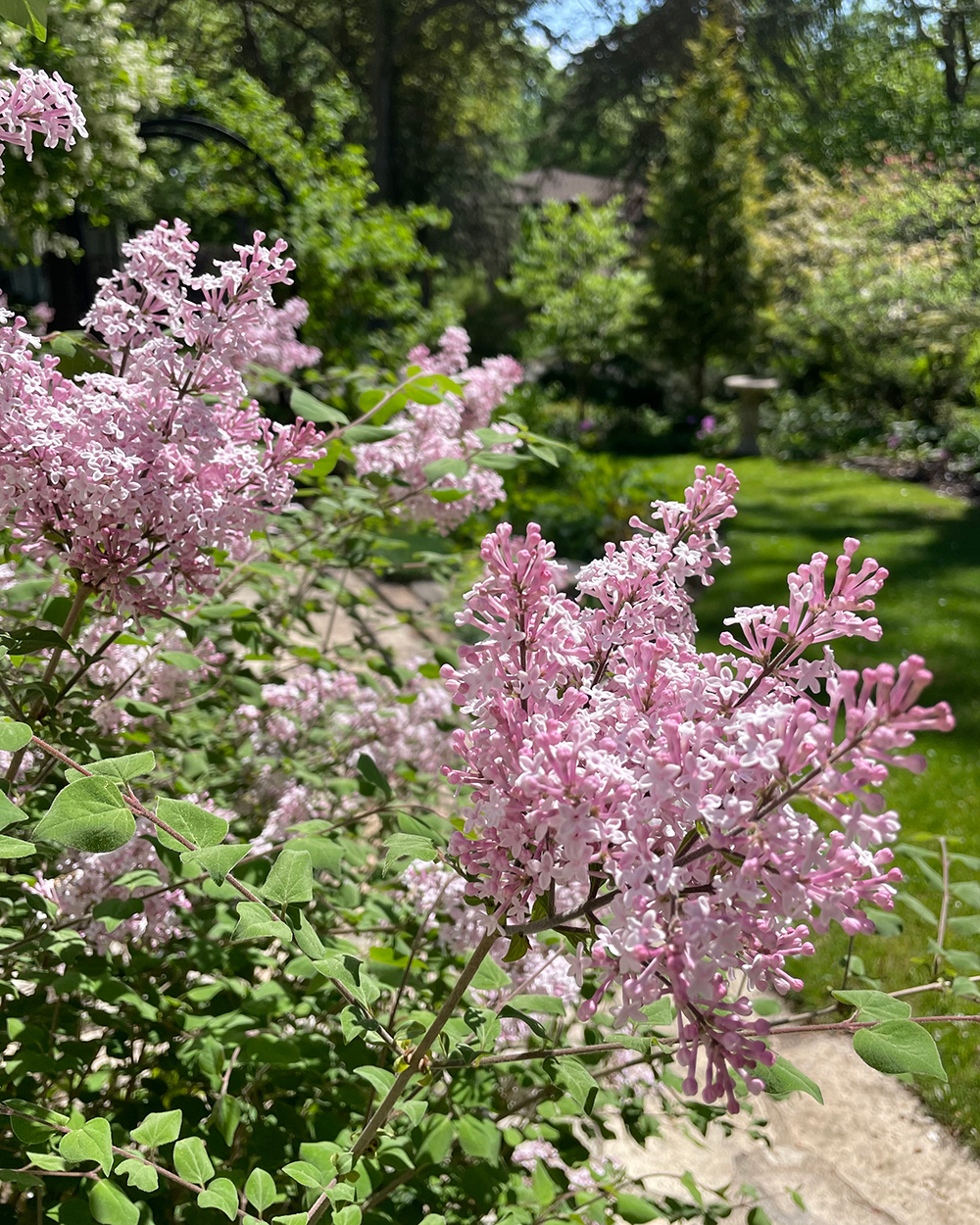 light pink lilac blooms