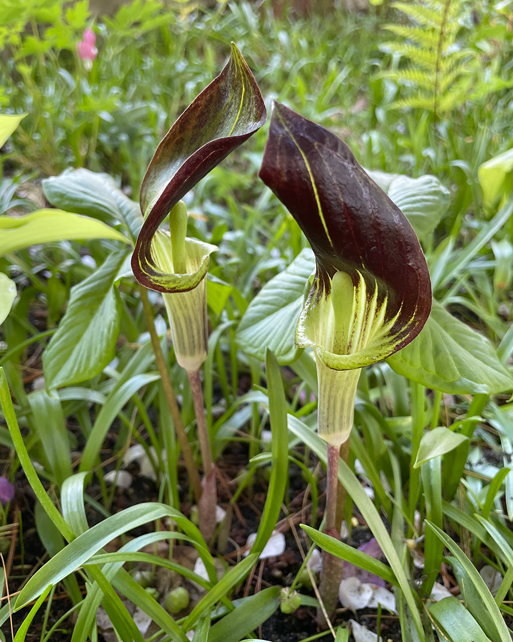 jack-in-the-pulpit flowers