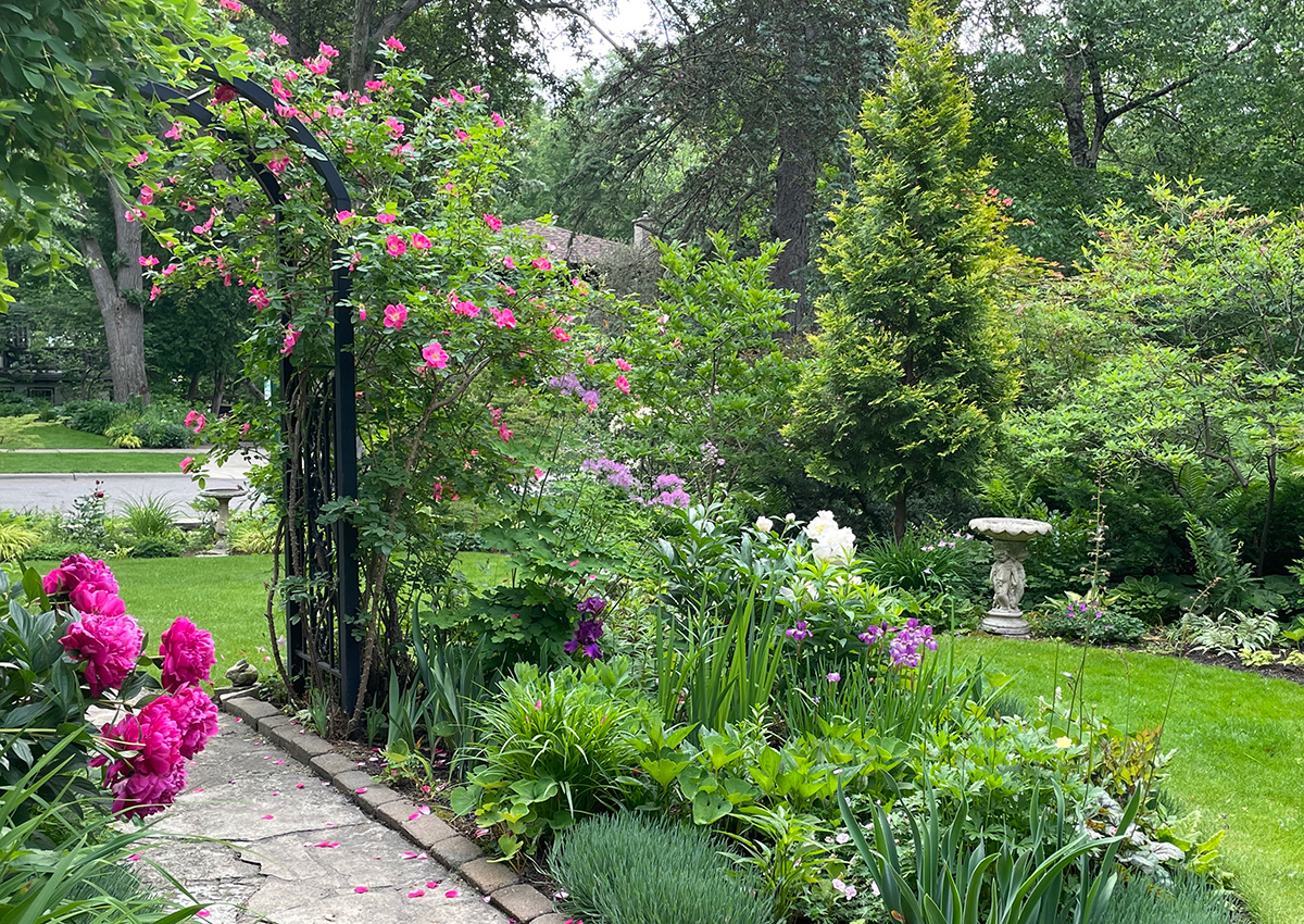 pink flowers along garden path