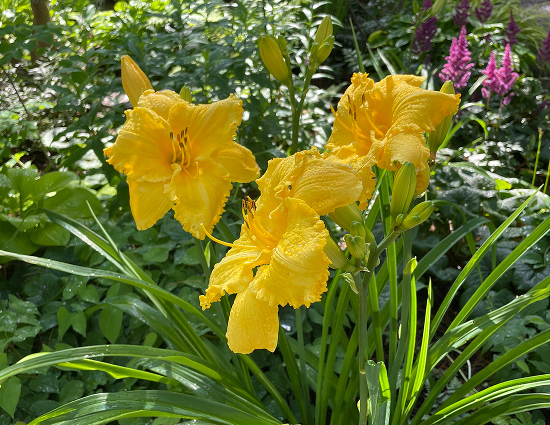 bright yellow daylilies