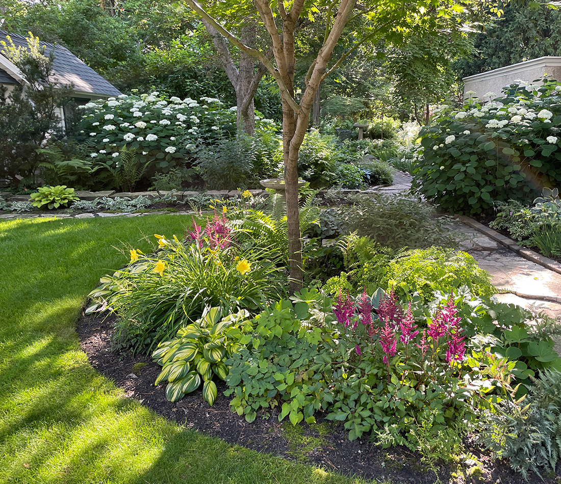 garden bed in dappled shade