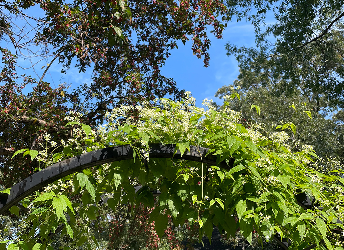 white flowers growing on top of arbor