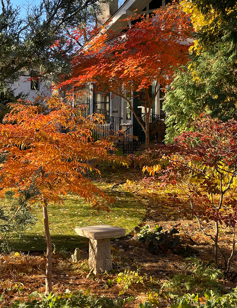 brightly colored fall foliage plants