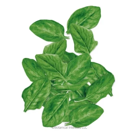 7 easy and healthy greens to grow at home in january 21 space spinach seeds