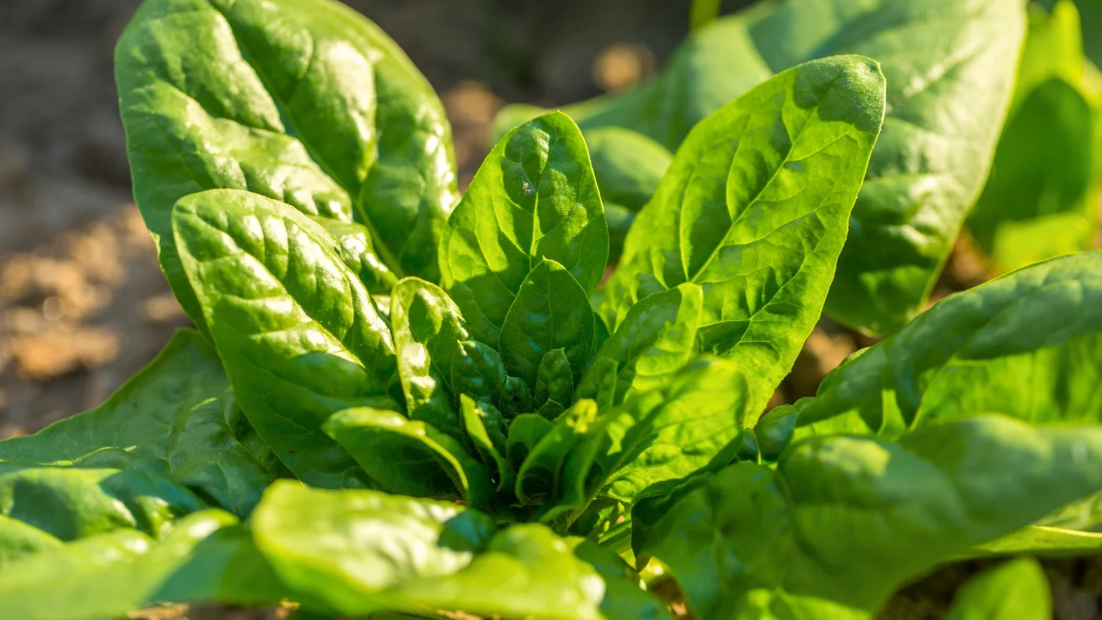 a dense rosette of smooth, vibrant emerald colored leaves with prominent veins and slightly puckered surfaces, all situated in a well lit area outdoors