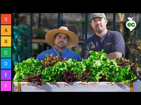 7 easy and healthy greens to grow at home in january 24 youtube video