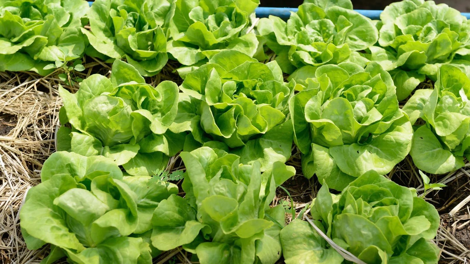 close-up of several rows of lush, bright emerald crop heads with wavy, smooth leaves growing in a mulched bed.