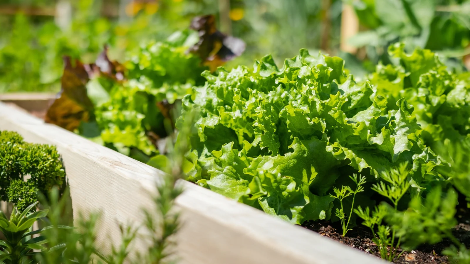 lactuca sativa leafy heads with curled bright emerald leaves packed closely in a shallow wood planter