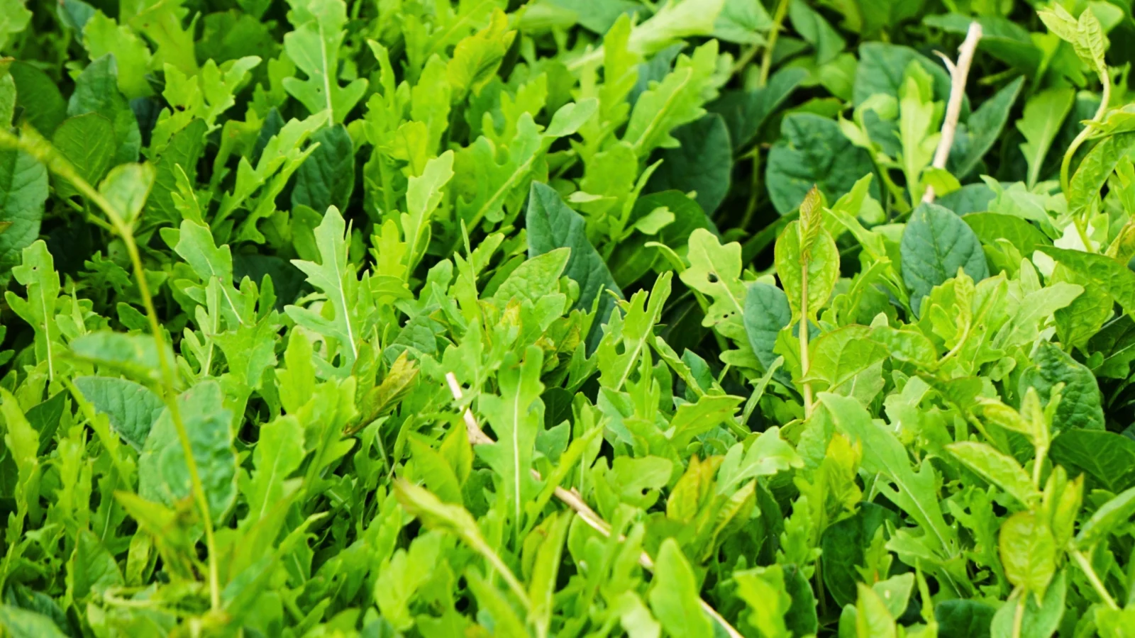 clusters of tender, elongated emerald leaves with deeply lobed, serrated edges growing densely in a garden bed.