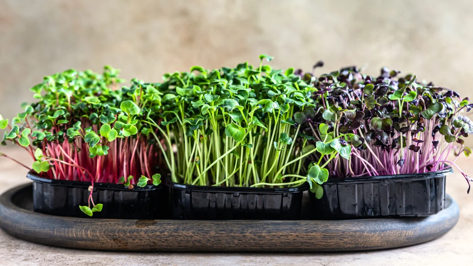 three types of radish, basil, and kohlrabi microgreens with vibrant leaves and delicate stems