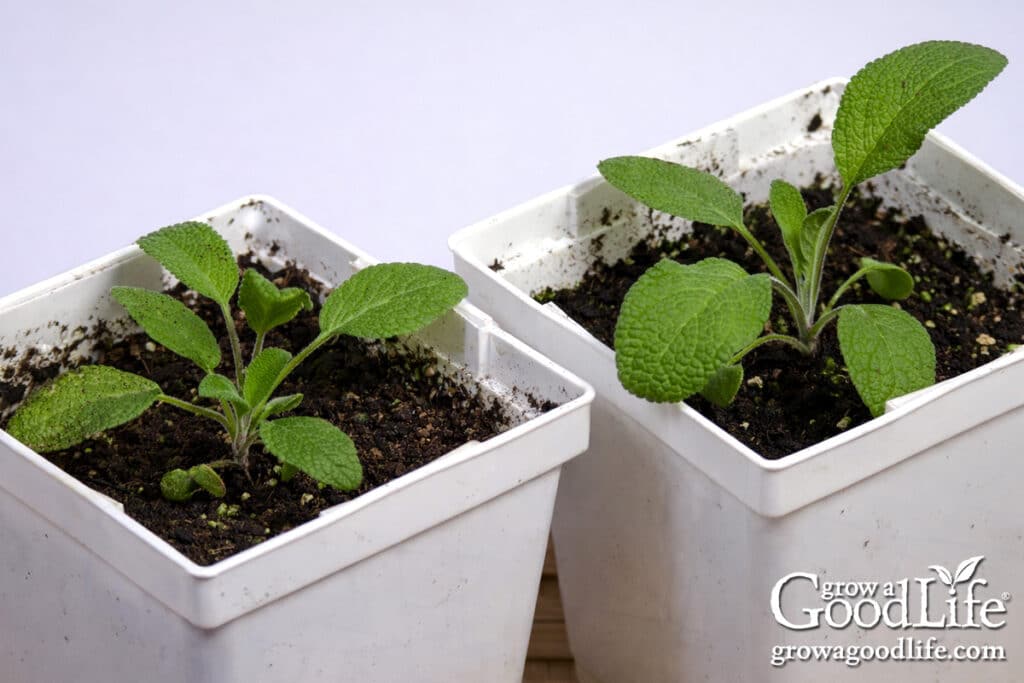 seeds to start indoors 6–8 weeks before your last frost 12 two young sage seedlings growing in individual pots under grow lights.