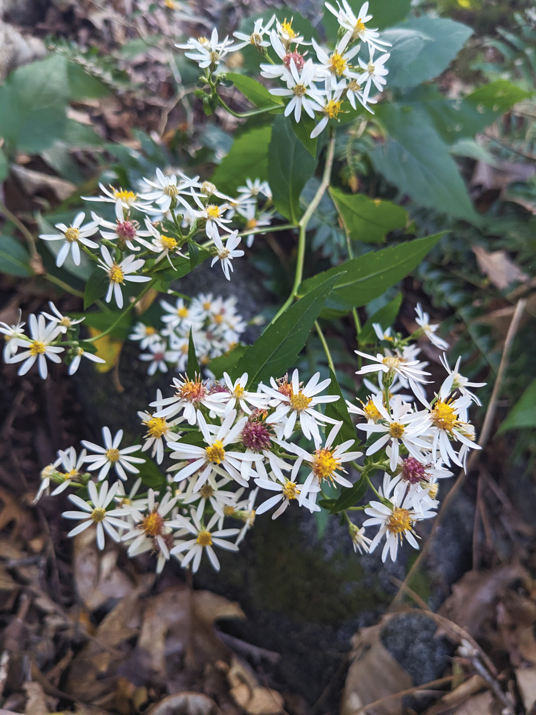 eastern star wood aster