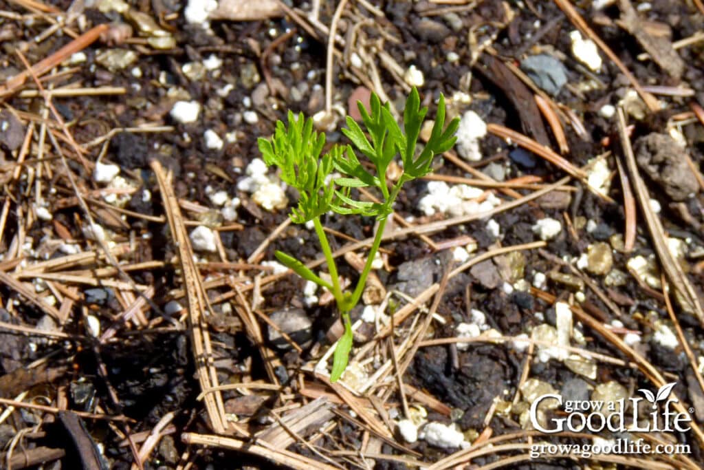 seeds to direct sow 6–8 weeks before your last frost 1 young carrot seedling sprouting in garden soil.