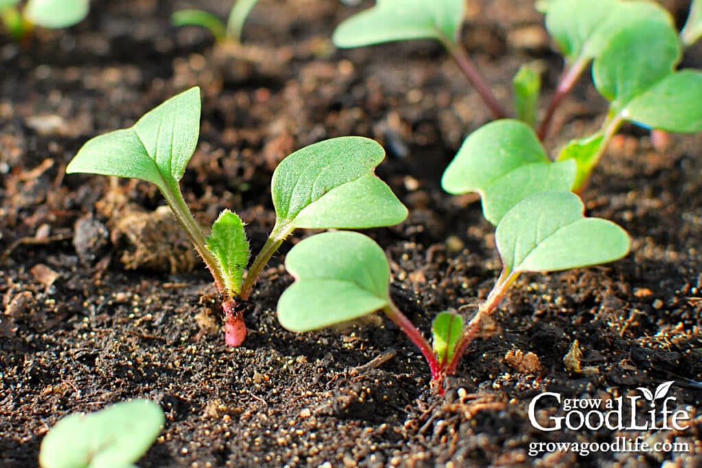 seeds to direct sow 6–8 weeks before your last frost 2 young radish seedlings growing closely spaced in a garden bed.