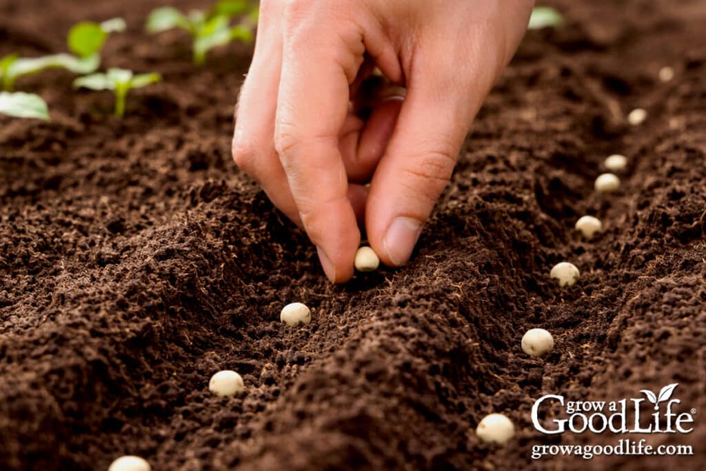 seeds to direct sow 6–8 weeks before your last frost 5 hand sowing pea seeds in a garden row.