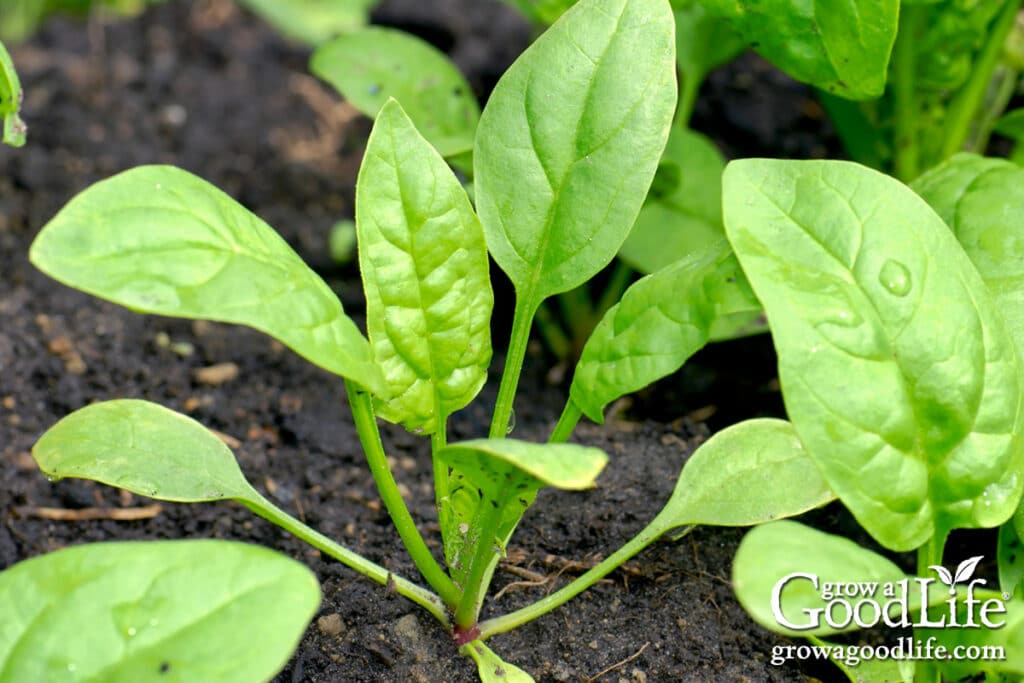 seeds to direct sow 6–8 weeks before your last frost 4 spinach seedlings emerging from garden soil in early spring.