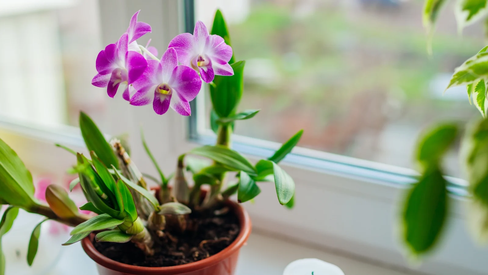 clusters of small, star-shaped blooms in vivid purple and white hues perch atop slender, upright canes with narrow, elongated leaves in a clay pot on the windowsill.