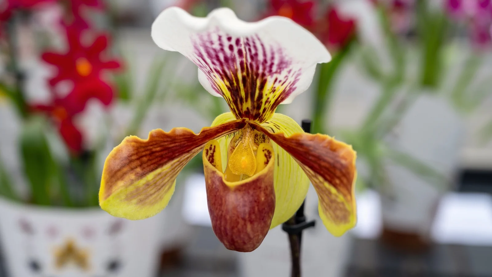 close-up of a stunning flower with graceful petals curving around a distinctive slipper-like pouch with mottled patterns and soft colors.