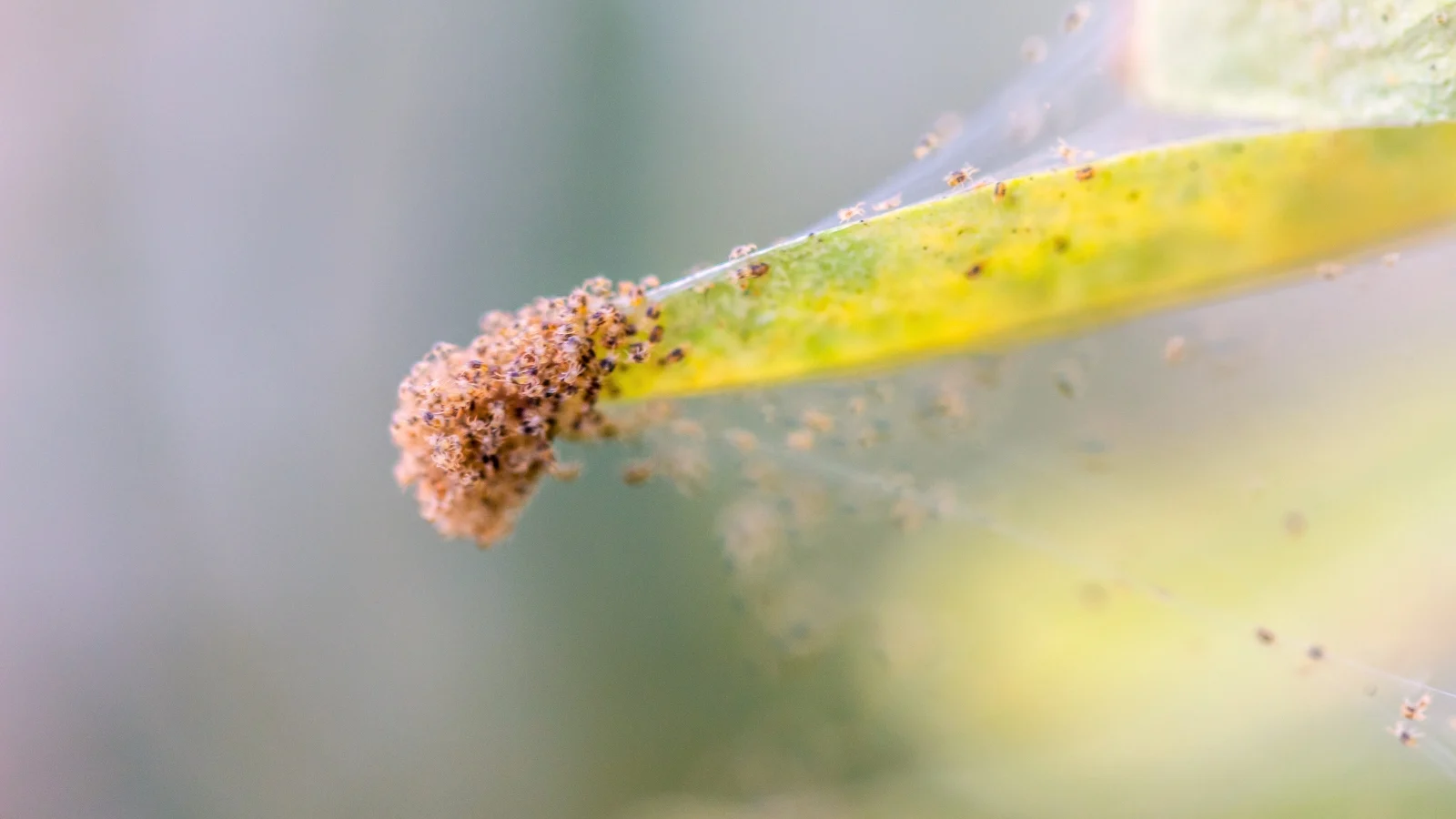 a houseplant leaf tip is densely covered with tiny, pale spider mites clustered together.
