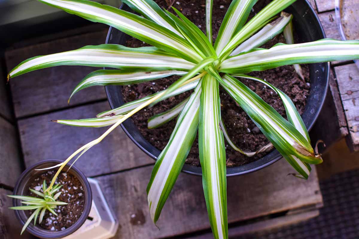 a close up top down image of two spider plants: a large "mother plant" in a big container and smaller potted offset.