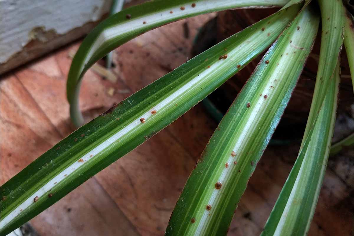a close up horizontal image showing scale insects on the leaves of a houseplant.