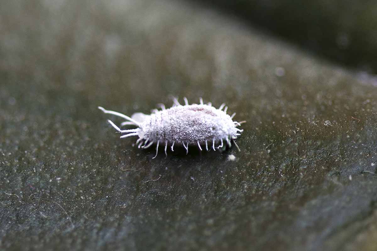 a close up horizontal image of a mealybug pest pictured on a soft focus background.