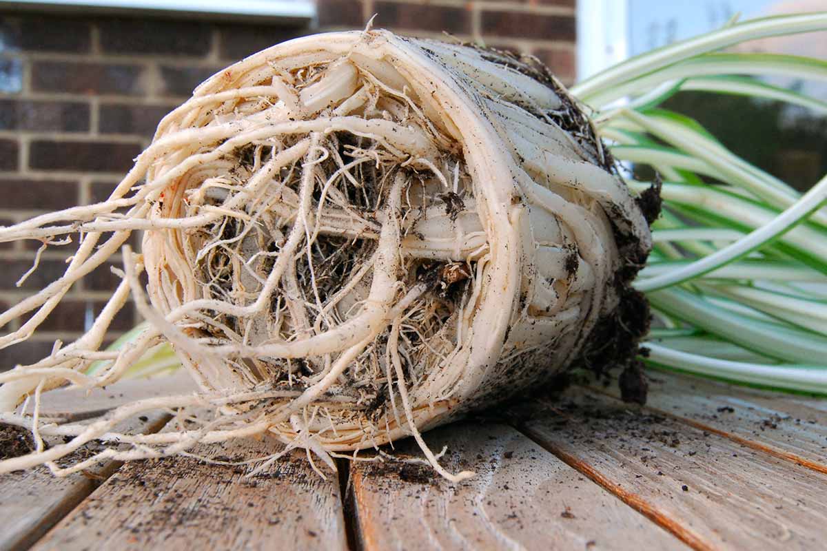 a close up horizontal image of a rootbound plant removed from its container ready for repotting.