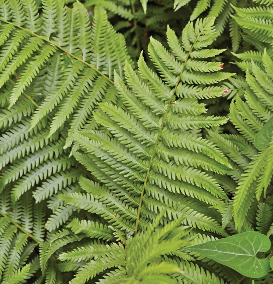 fast-growing plants that help fill gaps in southeast gardens 1 ostrich fern photo by ryan riley