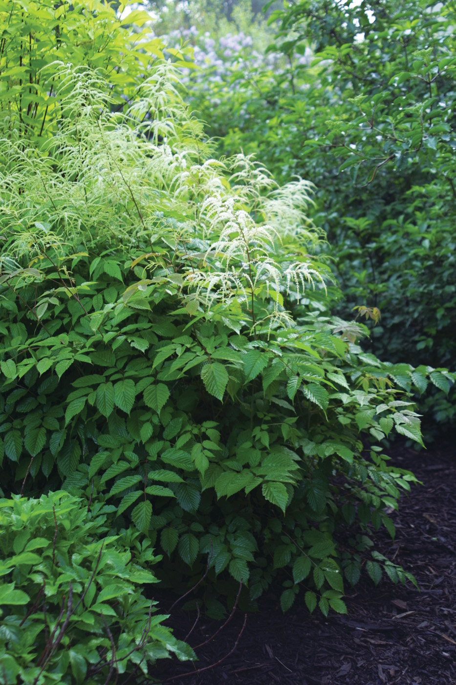 aruncus dioicus