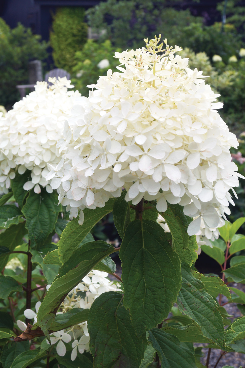 hydrangea paniculata phantom photo by nancy j. ondra