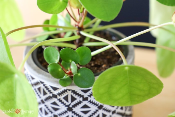 pilea peperomioides