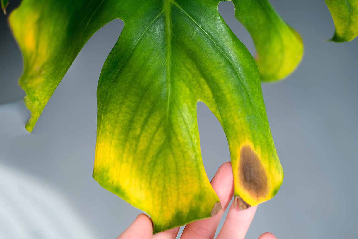 a close up horizontal image of a hand from the bottom of the frame holding the leaf of a plant that is suffering from a disease that has made it turn yellow and brown pictured on a soft focus background.