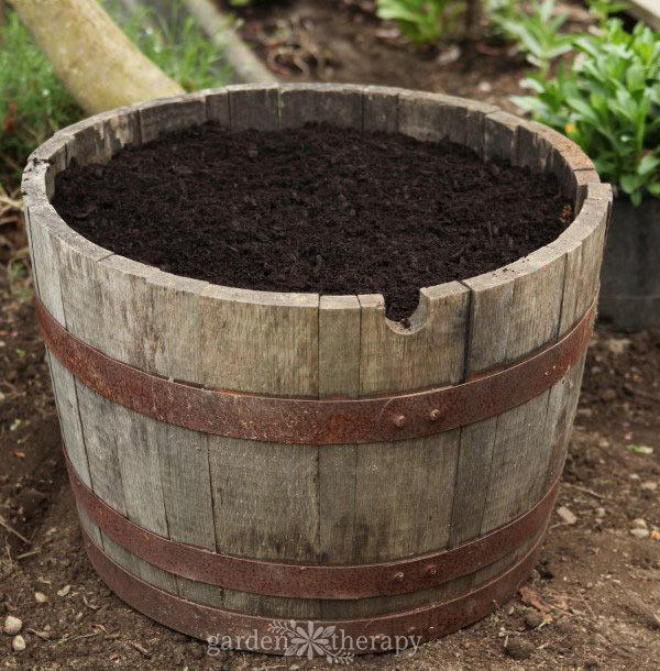 wooden barrel filled with potting soil