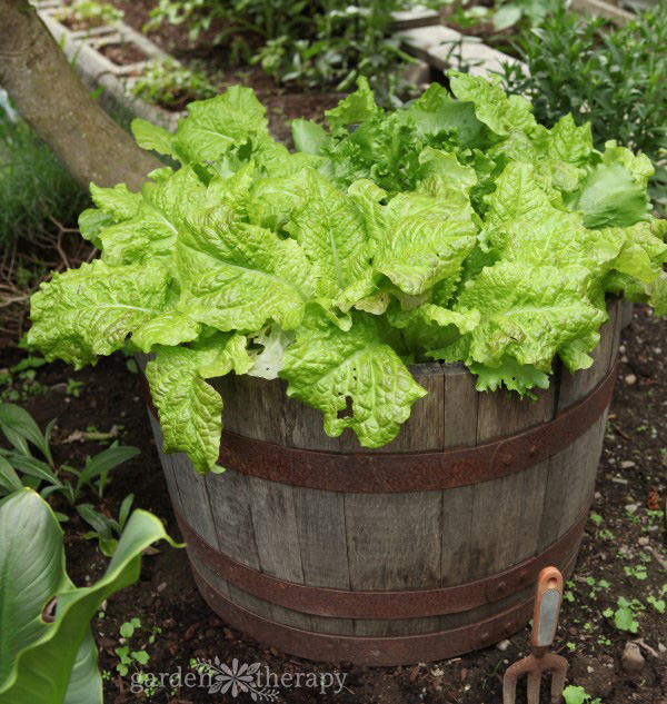 what to plant inside a wine barrel in the garden